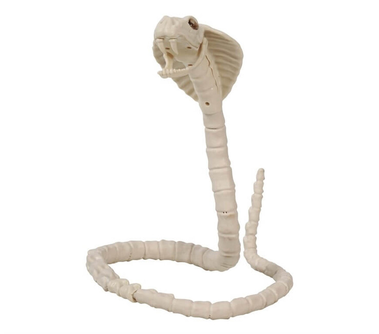 Levně Replika kostry Kobra 100cm