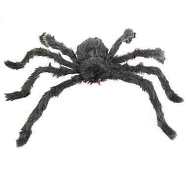 Chlupatý pavouk černý