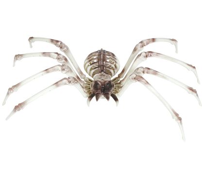 Replika kostra Pavouka 85x35cm